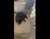 Cat protect duck toy from dog chair