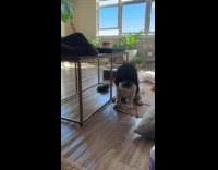 Dog barks at owner to play stick