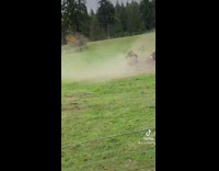 Brown cow destroying hay bale in field