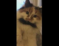 Black brown white cat looks at girl 