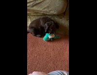 Puppy running around living room hits couch