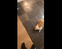 Cat chases red laser moving around floor