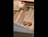 Orange kitten gets busy eating meows loudly