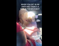 Dog on the backseat of an Uber