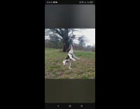 Pet dog bites tree trunk and spins its body