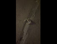 Blue crab crawl on street outside store