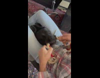 Owner shakes dogs head with dog toy