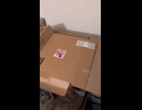 Collab PLC - Momma cat and kitten hiding inside box 