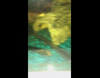 Catfish goldfish fish in aquarium tank 