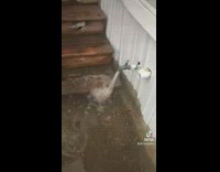 Guy leaves hose faucet on floods outside