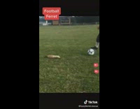Pet Ferret play football at the park