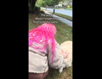 Collab Clips MPUGC - Lost dog runs to strangers car