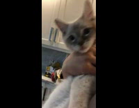 Grey white kitten cacao powder face