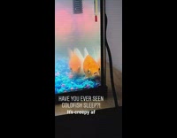 Two goldfish sleep eyes open