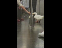 Guy feeds duck from plastic cup on train