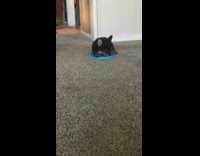 Yorkie playing with blue frisbee