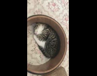 Grey white cat sleeps curled up ring