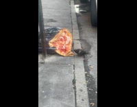 Collab WINY - Pigeon eat entire pizza on garbage bag