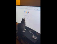 Grey kitten tries to catch moving cursor