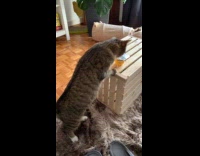 Collab PLC - Cat backs off after man calls it out