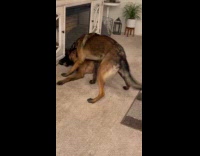 Dogs wrestling and play biting