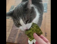 Grey white cat eats seaweed wood table 