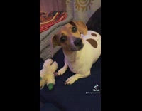 Dog tilts head to whistle sounds 