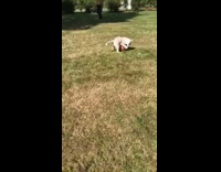 white dog playing with basketball and growling