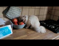 Collab PLC - Cat rubbing face on bowl of apple 