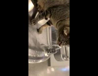 Cat wait people to press water fountain