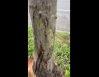 Man shows sap beetle on tree trunk