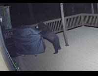 Security cam of bear on back porcha using paws to pull out a grill 
