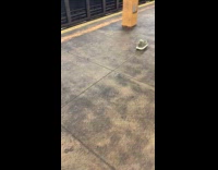 Submitter shows lost shoe at subway platform