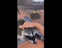 Petting raccoon on blue jeans 