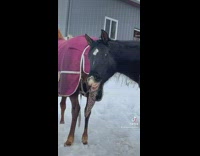 Black horse sniffs friends butt 