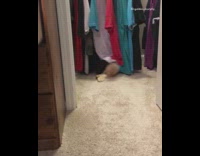 Golden retriever puppy has fun playing in closet 