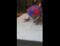 Grey white kitten wears red blue beanie 