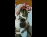 Girl has two kittens on lap jeans