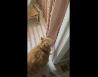 Collab DailyDoseOfInternet - Pet cat wants to drink water from the faucet