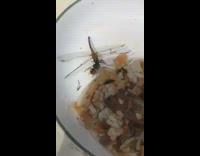 Dragonfly bug bee wasp fight plate couch 