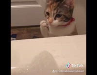 Curious cat looks at bath bubbles and jumps on top of bathtub