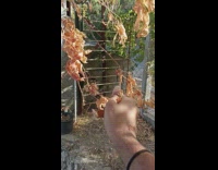 Guy crush crunchy dried leaves branch ASMR