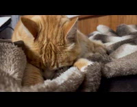 Cat kneading the blanket 