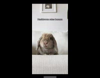 Rabbit eats and rates banana