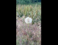 Submitter found huge dandelion on field 