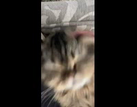 Cat deep sleeping owner pushes and pokes awake