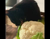 Black cat eats whole white cauliflower vegetable 