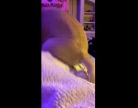 Brown black dog runs after ball bed 