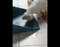 White kitten plays with lizard gecko dustpan 