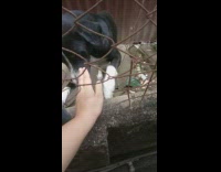 Girl petting neighbor dog beside rusty fence
